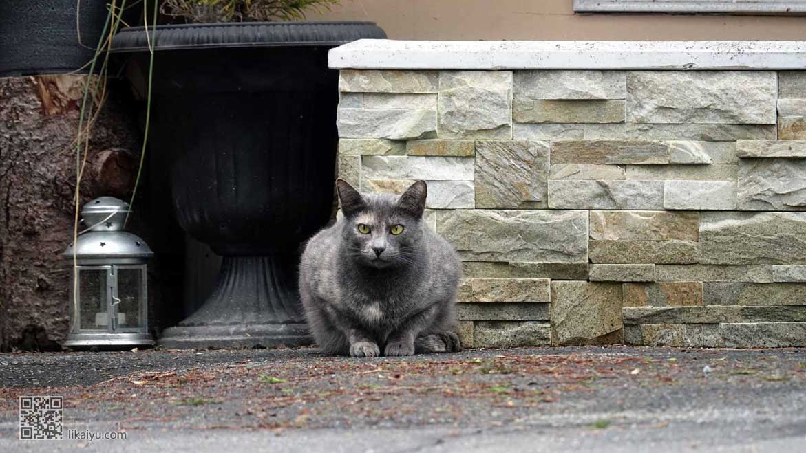 cat-nz01z-c1171-658pwmwj30.jpg